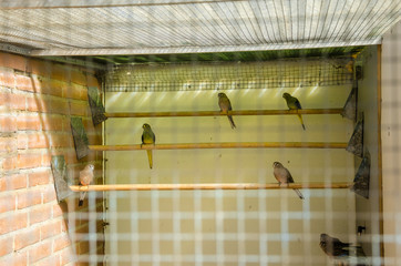 Parrots in the breeding cage place thoroughbred bird species parrots aviaries