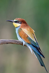 European Bee-eater, Merops apiaster