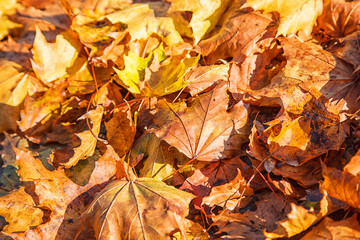 bright yellow leaves on the grass in the park