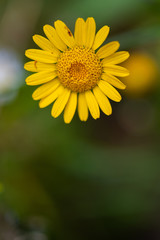 a glowing  flower in focus