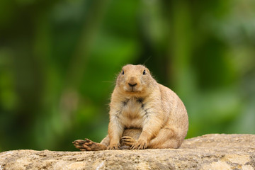 Prairie Dog (Cynomys ludovicianus) sitting on a rock as lookout in the summer sunshine