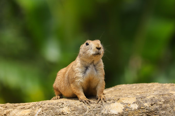 Naklejka na ściany i meble Prairie Dog (Cynomys ludovicianus) sitting on a rock as lookout in the summer sunshine