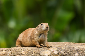 Prairie Dog (Cynomys ludovicianus) sitting on a rock as lookout in the summer sunshine
