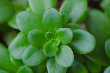 Macro of succulent plants. Top view.