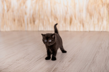schwarzes Kätzchen