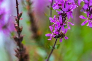 Bee on a shining  flower