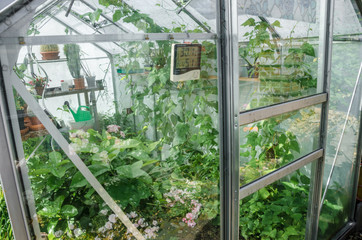 Fototapeta na wymiar Greenhouses greenhouses glass seedlings of flowers and plants the nature of the greenery growing flora for planting
