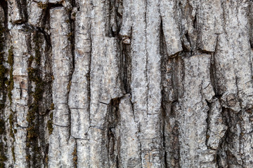 Closeup Walnut Tree Bark Texture Background