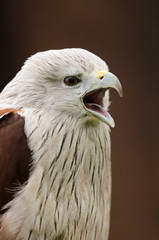 Close up head and shoulders portrait of a Brahminy Kite (haliastur indus) bird of prey isolated against a black background