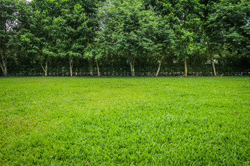 green lawn and tree in the park