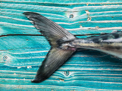 Tail fin close-up of a fresh raw mackerel on a wooden board, top view