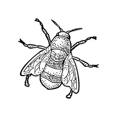 Bee creeping. Isolated vector illustration on white background. Honey bee.