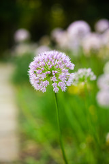 Field of summer flowers in the green park