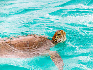 Saint Vincent and the Grenadines, green turtle, Tobago Cays