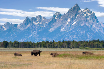 Summer in Wyoming