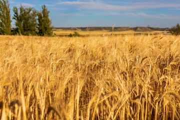 Beautiful field of cereals (wheat, barley, oats) dried and golden by the sun. Space to insert your text.