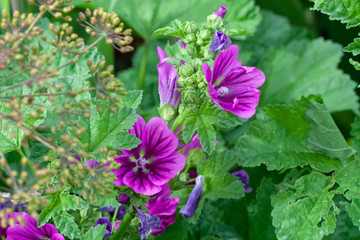 Fototapeta premium Lilac flowers on a bed in a private garden