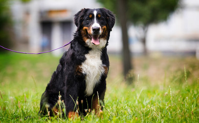 bernese mountain dog on grass in summer