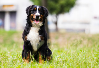 bernese mountain dog on grass in summer