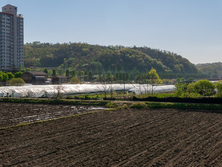 한국 농촌의 봄