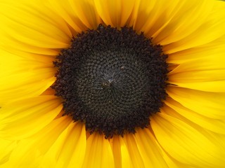 Obraz premium Sunflower Heart