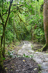 jungle forest trees green amazonas