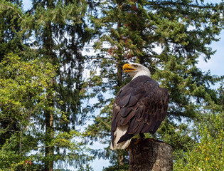 Mature Bald eagle perched in a tree looking backwards with a forest background