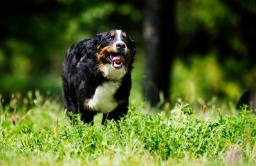 bernese mountain dog on grass in summer