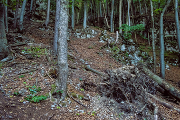 Wild forest in Big Fatra, Slovakia