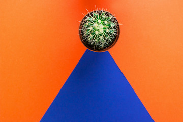 Two small green cactus in orange pot on orange and purple