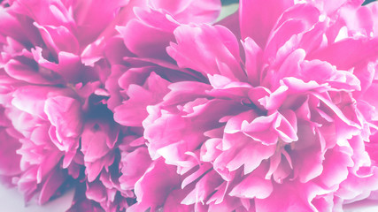 Obraz premium Pink peonies close-up macro background