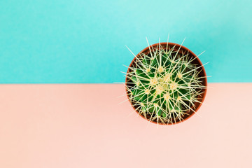 Small green cactus in orange pot on pink and blue background.