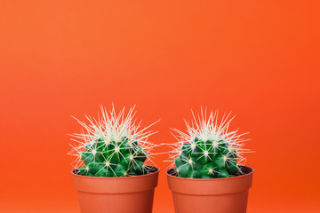 Two small green cactus in orange pot on orange background.