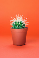 Small green cactus in orange pot on orange background