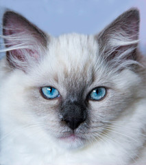Ragdoll kitten with blue eyes in a closeup