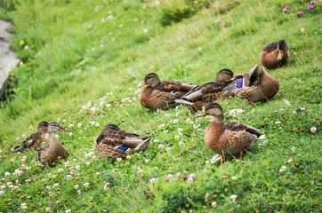 ducks on the grass