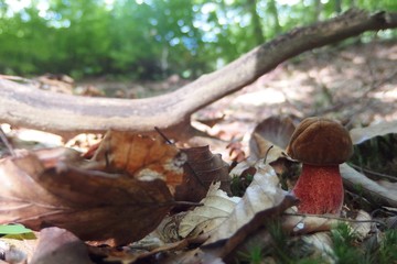 Young Boletus luridiformis commonly known as the scarletina bolete - edible tasty mushroom