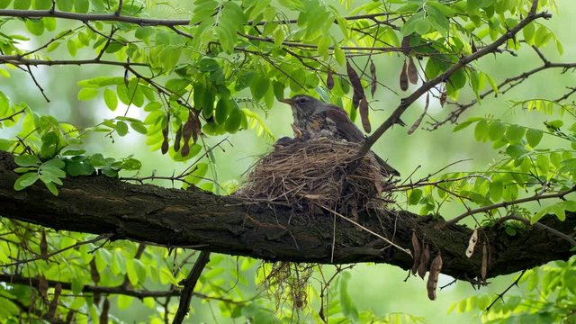 Fieldfare (Turdus pilaris) warming up chicks in nest