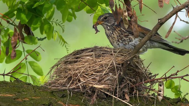 Fieldfare feeding chicks in nest