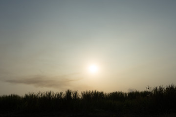 Naklejka na ściany i meble burnt sugarcane field in central america