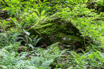 Pteridium aquilinum or bracken, brake or common bracken, also known as eagle fern, and Eastern brakenfern