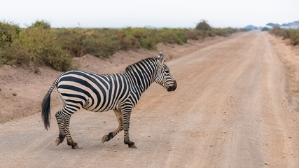Fototapeta na wymiar A zebra in the savannah in the Serengeti park, running and crossing the land road