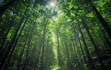 green forest in summer time