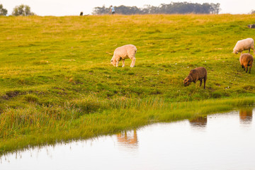 Obraz na płótnie Canvas On the farm estate a flock of sheep grazing on the edge of a small pond 09.jpg