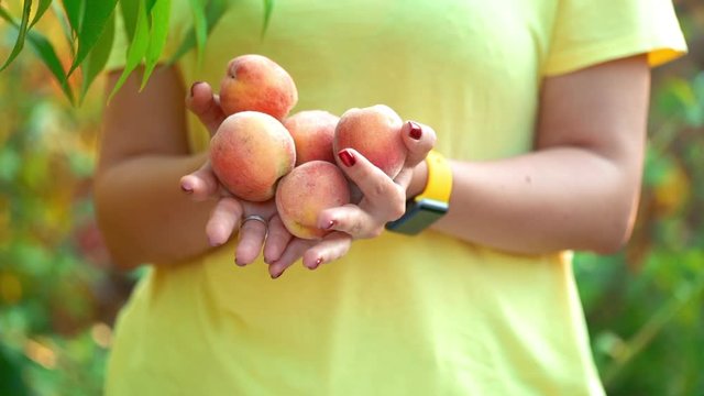 Woman holds lot of peaches in hands and they fall out from her. Harvest concept. Vitamins, healthy eating.