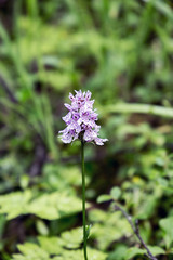 Fototapeta premium Spotted orchis (palmatocorhynchia) grows in a swamp (Orchis maculate). Red Book. Karelia. Russia