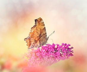 Butterfly feeds on flowers