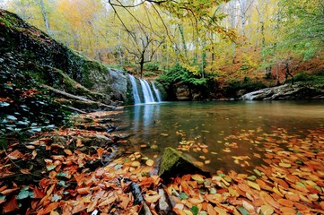 Fototapeta premium autumn in the park
