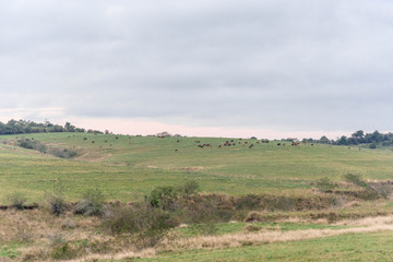 Fototapeta na wymiar Rural landscape of production area and livestock breeding.jpg