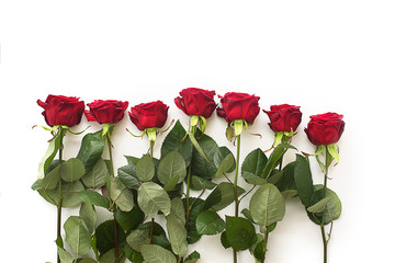 red bright roses on a white background isolate